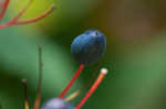 American umbrellaleaf